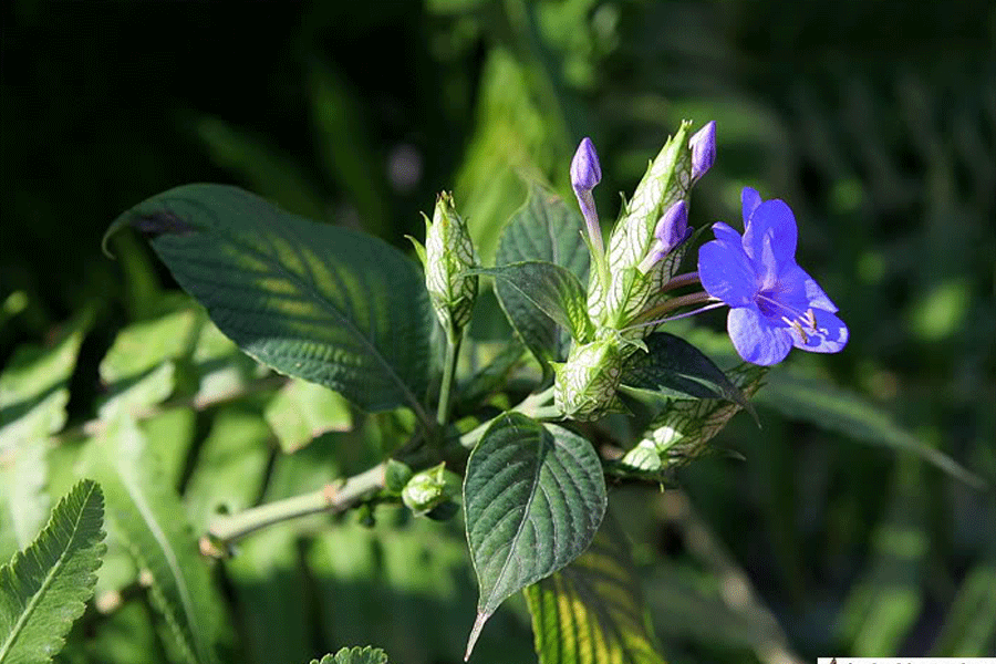 華南可愛花