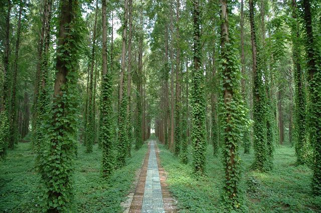 揚州白鹿島生態旅遊區