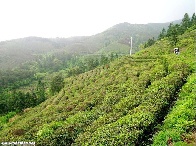 廬山雲霧茶