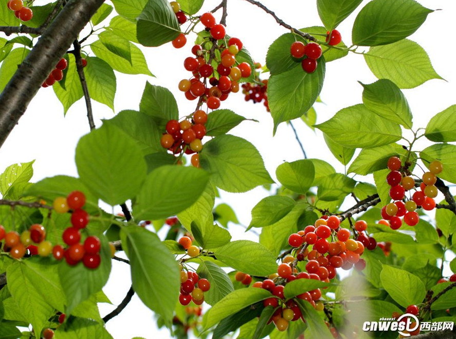 曹家溝櫻桃園