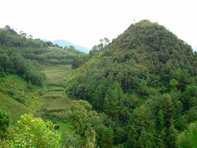 上里濯村生態林