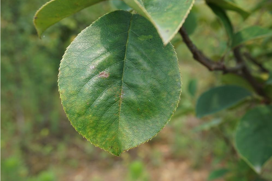 木瓜鄖縣7號