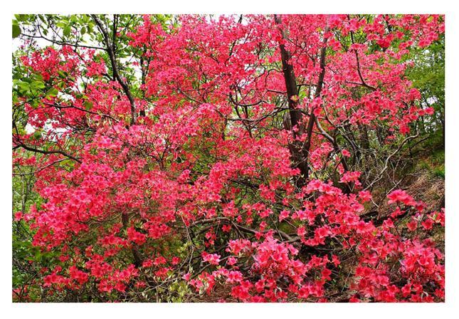 中原堯山杜鵑花會