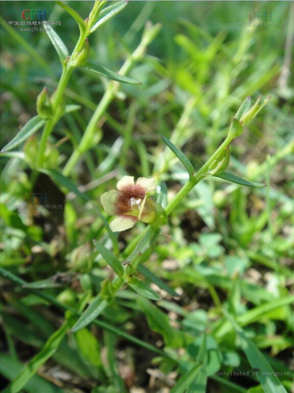 胡麻草(胡麻草)