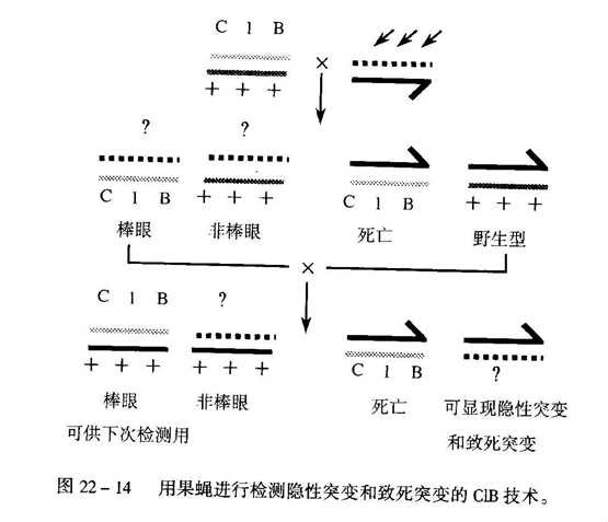 ClB技術