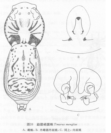 勐臘峭腹蛛