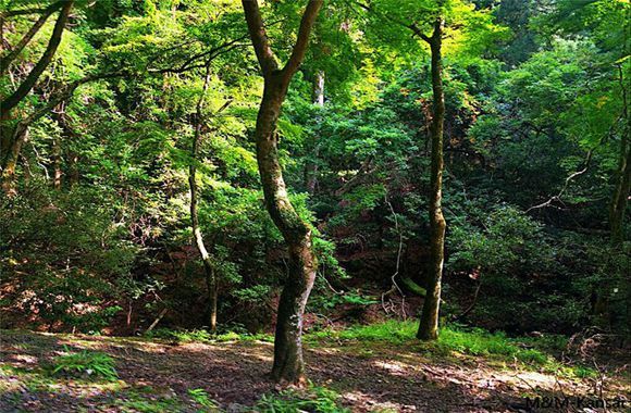 大阪營原始森林景區