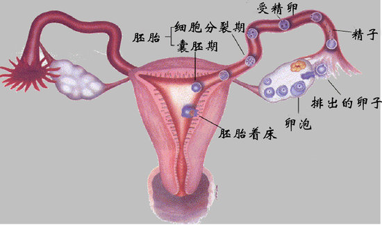 內分泌不孕