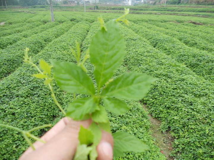 葛根菊花