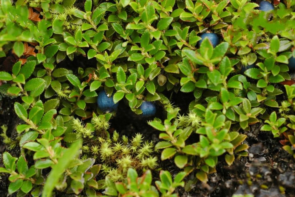 烏鴉果（原變種）