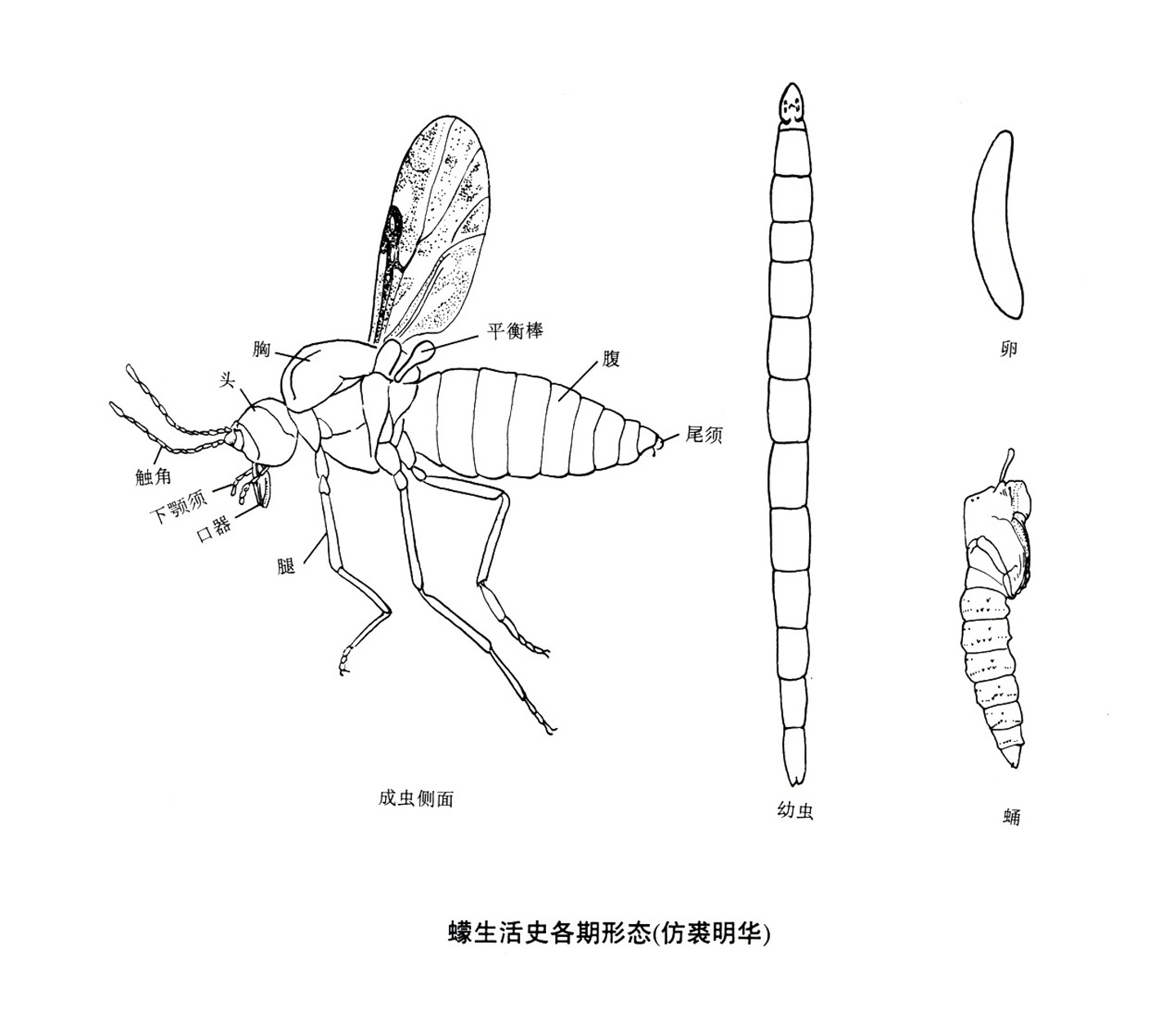 醯雞