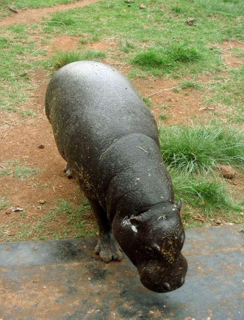 約翰內斯堡動物園