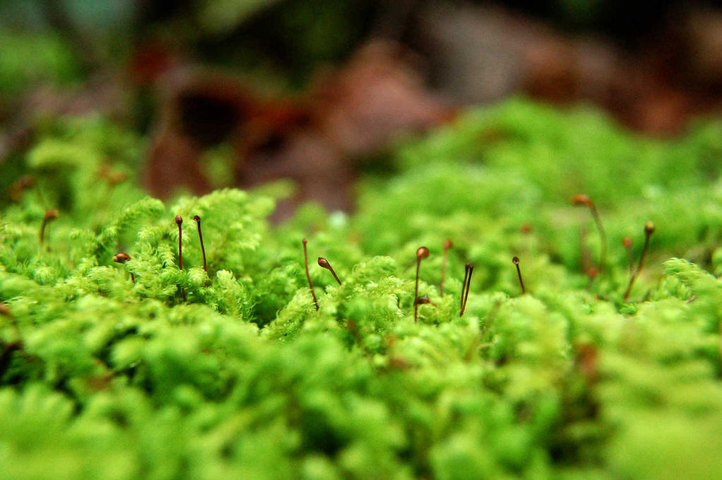 苔蘚類植物