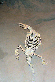 鱷龍類的化石 - 加拿大皇家蒂勒爾博物館