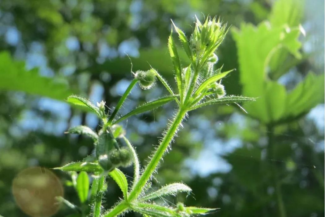 北方拉拉藤（原變種）