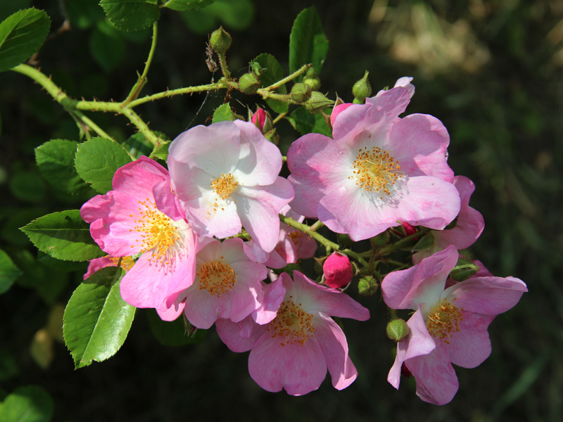 薔薇(薔薇科薔薇屬植物)