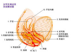 分裂生長