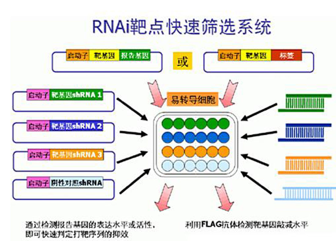 RNAi外源篩靶技術