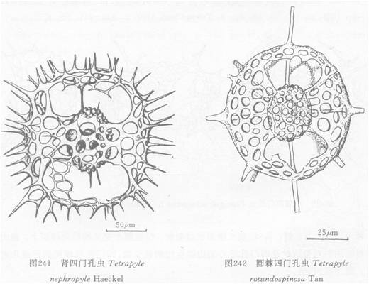 腎四門孔蟲