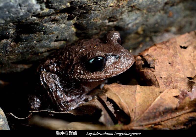 沙巴擬髭蟾