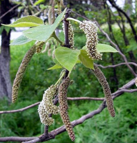 雄花