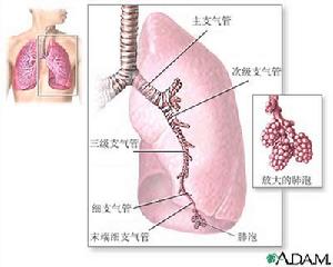 甲狀腺粉(乾甲狀腺)