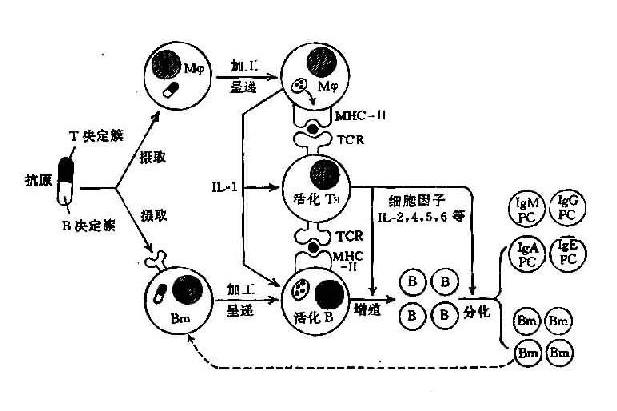 抗體形成