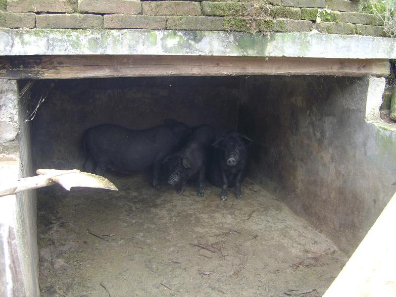 牛中村豬養殖業