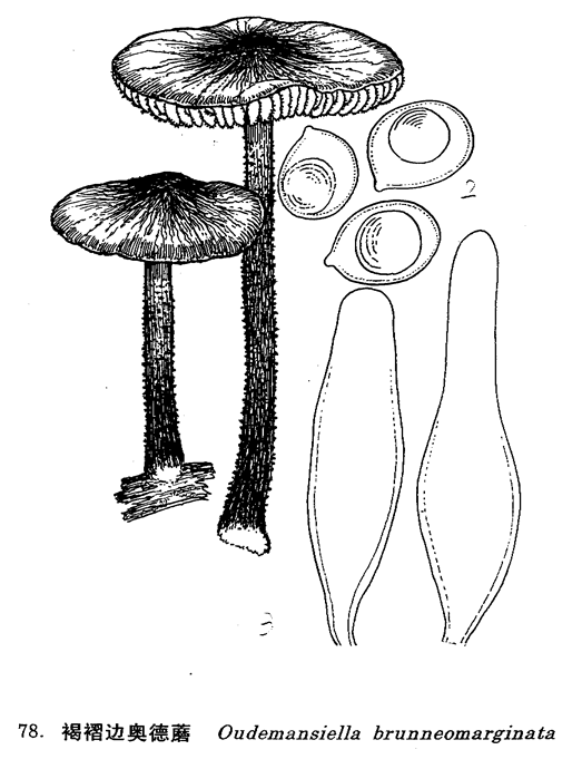 褐褶邊奧德蘑