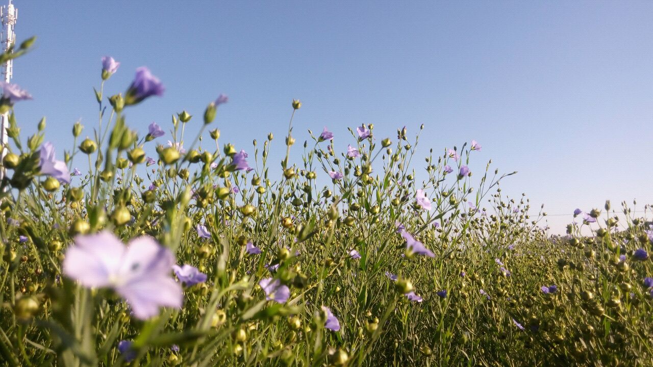 湟中胡麻