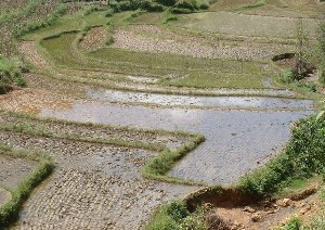 水稻田