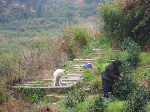 西武嶺古道