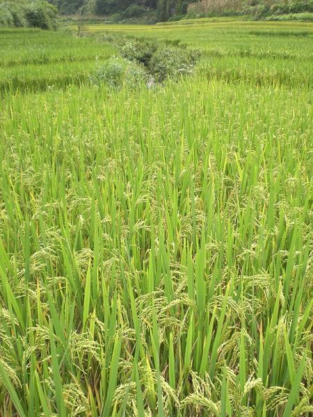 具馬保自然村-種植業