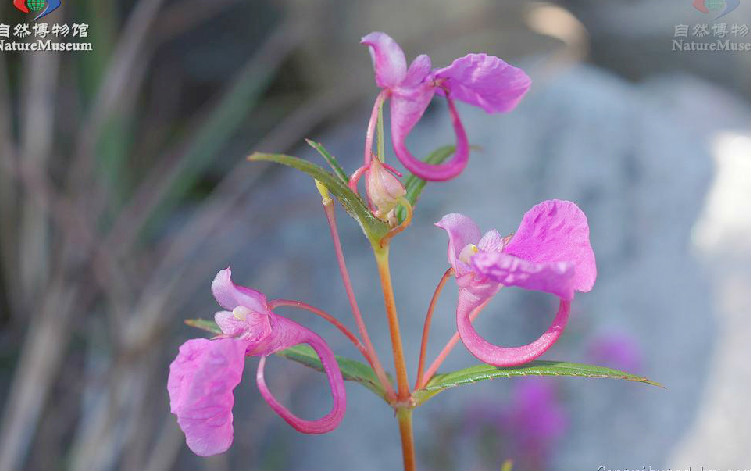 華鳳仙(植物)