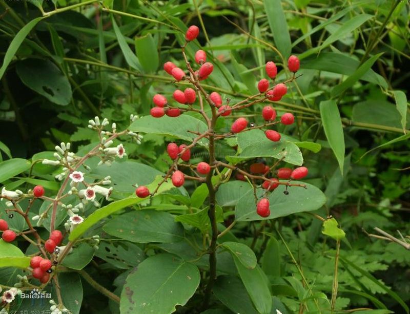 光枝勾兒茶（變種）