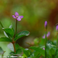 細籽柳葉菜(異葉柳葉菜)