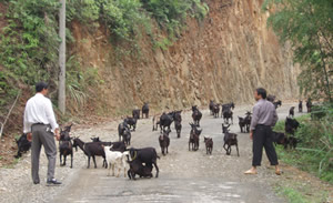 復源鄉公路