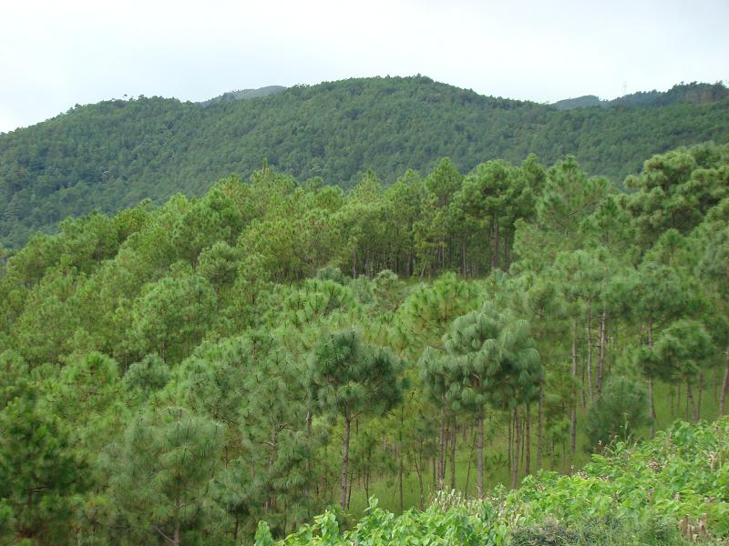 下西山自然村生態山林