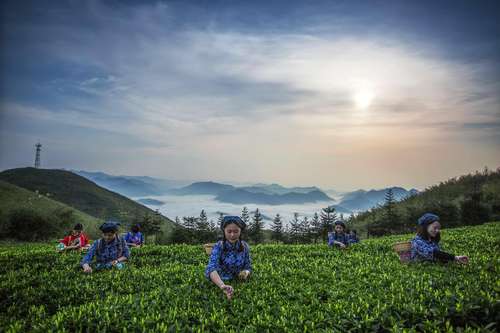 湖南雲台山茶旅集團文化有限公司