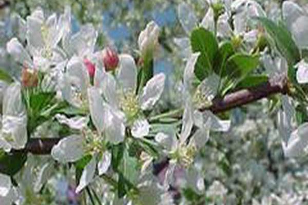 Malus \x27Jewelberry\x27