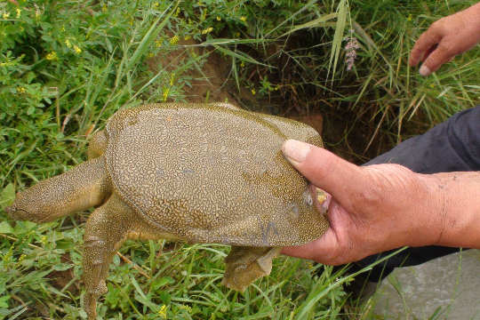 巴圖灣甲魚