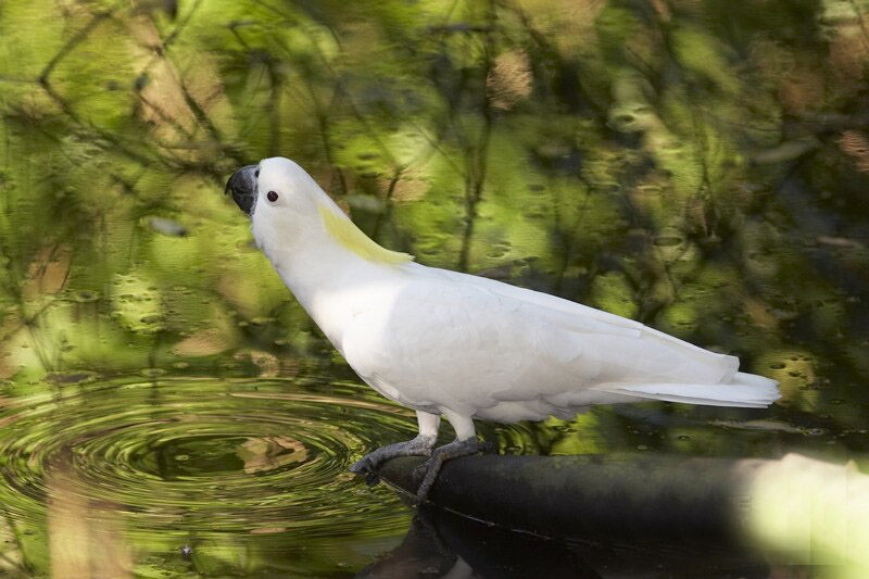 葵花鳳頭鸚鵡指名亞種（圖3）