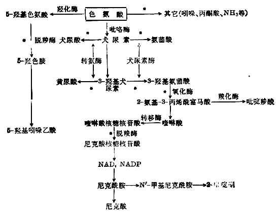 二磷酸吡啶核苷酸