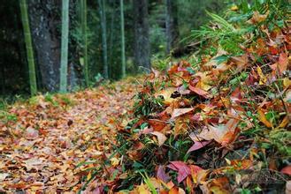 新浦紅楓古道