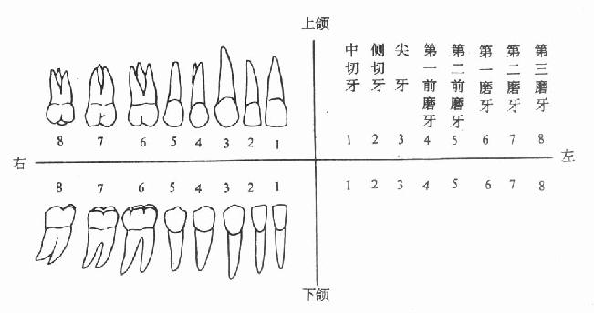 恆牙的名稱及排列