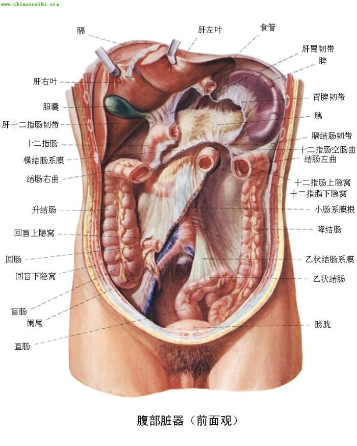 人體器官電活動圖