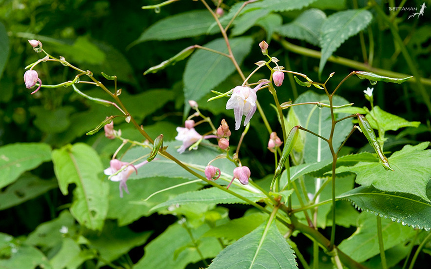 棣慕華鳳仙花