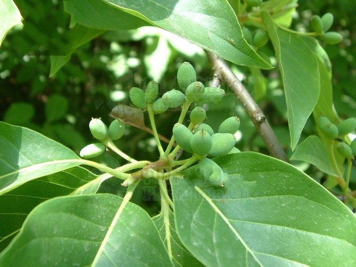 雲南藍果樹群體JH01