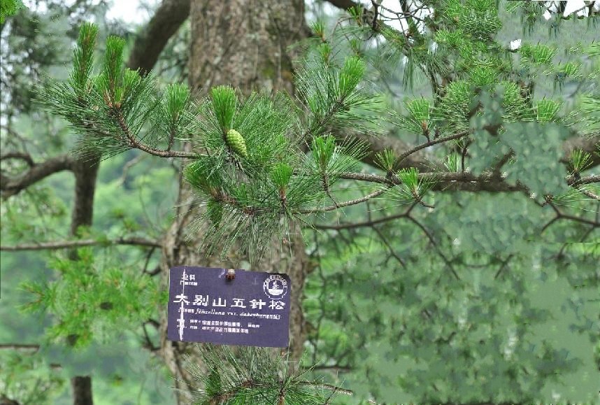 大別山五針松群體YX02