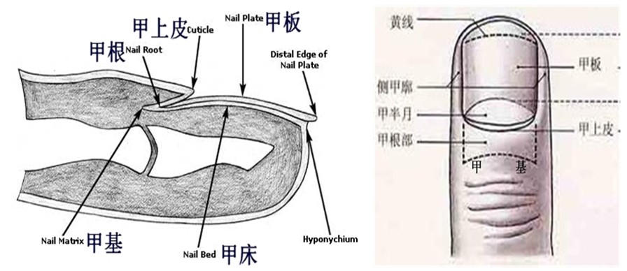 指甲(人體組織)